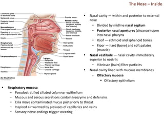 The Nose – Inside
• Nasal cavity — within and posterior to external
nose
– Divided by midline nasal septum
– Posterior nasal apertures (choanae) open
into nasal pharynx
– Roof — ethmoid and sphenoid bones
– Floor — hard (bone) and soft palates
(muscle)
• Nasal vestibule — nasal cavity immediately
superior to nostrils
– Vibrissae (hairs) filter particles
• Nasal cavity lined with mucous membranes
– Olfactory mucosa
• Olfactory epithelium
• Respiratory mucosa
– Pseudostratified ciliated columnar epithelium
– Mucous and serous secretions contain lysozyme and defensins
– Cilia move contaminated mucus posteriorly to throat
– Inspired air warmed by plexuses of capillaries and veins
– Sensory nerve endings trigger sneezing
 