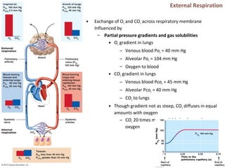 External Respiration
• Exchange of O2 and CO2 across respiratory membrane
Influenced by
– Partial pressure gradients and gas solubilities
• O2 gradient in lungs
– Venous blood Po2 = 40 mm Hg
– Alveolar Po2 = 104 mm Hg
– Oxygen to blood
• CO2 gradient in lungs
– Venous blood Pco2 = 45 mm Hg
– Alveolar Pco2 = 40 mm Hg
– CO2 to lungs
• Though gradient not as steep, CO2 diffuses in equal
amounts with oxygen
– CO2 20 times more soluble in plasma than
oxygen
 