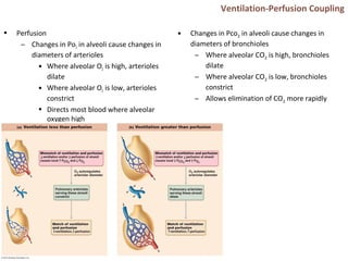 Ventilation-Perfusion Coupling
• Perfusion
– Changes in Po2 in alveoli cause changes in
diameters of arterioles
• Where alveolar O2 is high, arterioles
dilate
• Where alveolar O2 is low, arterioles
constrict
• Directs most blood where alveolar
oxygen high
• Changes in Pco2 in alveoli cause changes in
diameters of bronchioles
– Where alveolar CO2 is high, bronchioles
dilate
– Where alveolar CO2 is low, bronchioles
constrict
– Allows elimination of CO2 more rapidly
 