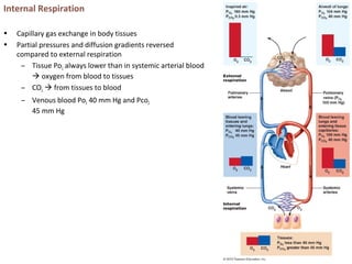 Internal Respiration
• Capillary gas exchange in body tissues
• Partial pressures and diffusion gradients reversed
compared to external respiration
– Tissue Po2 always lower than in systemic arterial blood
 oxygen from blood to tissues
– CO2  from tissues to blood
– Venous blood Po2 40 mm Hg and Pco2
45 mm Hg
 