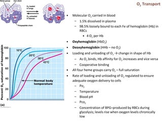O2 Transport
• Molecular O2 carried in blood
– 1.5% dissolved in plasma
– 98.5% loosely bound to each Fe of hemoglobin (Hb) in
RBCs
• 4 O2 per Hb
• Oxyhemoglobin (HbO2)
• Deoxyhemoglobin (HHb – no O2)
• Loading and unloading of O2 → change in shape of Hb
– As O2 binds, Hb affinity for O2 increases and vice versa
– Cooperative binding
• All four heme groups carry O2 – full saturation
• Rate of loading and unloading of O2 regulated to ensure
adequate oxygen delivery to cells
– Po2
– Temperature
– Blood pH
– Pco2
– Concentration of BPG–produced by RBCs during
glycolysis; levels rise when oxygen levels chronically
low
 