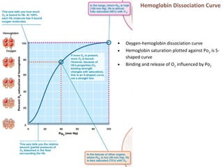 Hemoglobin Dissociation Curve
• Oxygen-hemoglobin dissociation curve
• Hemoglobin saturation plotted against Po2 is S-
shaped curve
• Binding and release of O2 influenced by Po2
 