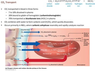 CO2 Transport
• CO2 transported in blood in three forms
– 7 to 10% dissolved in plasma
– 20% bound to globin of hemoglobin (carbaminohemoglobin)
– 70% transported as bicarbonate ions (HCO3
–
) in plasma
• CO2 combines with water to form carbonic acid (H2CO3), which quickly dissociates
• Occurs primarily in RBCs, where carbonic anhydrase reversibly and rapidly catalyzes reaction
 
