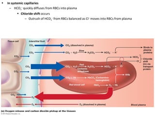 • In systemic capillaries
– HCO3
–
quickly diffuses from RBCs into plasma
• Chloride shift occurs
– Outrush of HCO3
–
from RBCs balanced as Cl–
moves into RBCs from plasma
 