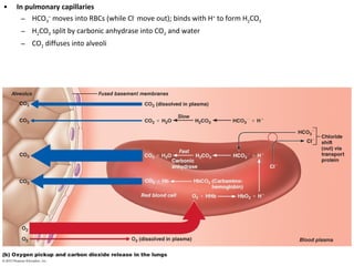 • In pulmonary capillaries
– HCO3
–
moves into RBCs (while Cl-
move out); binds with H+
to form H2CO3
– H2CO3 split by carbonic anhydrase into CO2 and water
– CO2 diffuses into alveoli
 