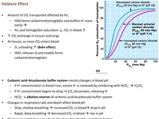 Haldane Effect
• Amount of CO2 transported affected by Po2
– HHb forms carbaminohemoglobin and buffers H+
more
easily 
– Po2 and hemoglobin saturation ↓; CO2 in blood ↑
• ↑ CO2 exchange in tissues and lungs
• At tissues, as more CO2 enters blood
– O2 unloading ↑ (Bohr effect)
– HbO2 releases O2and readily forms
carbaminohemoglobin
• Carbonic acid–bicarbonate buffer system–resists changes in blood pH
– If H+
concentration in blood rises, excess H+
is removed by combining with HCO3
–
 H2CO3
– If H+
concentration begins to drop, H2CO3 dissociates, releasing H+
– HCO3
–
is alkaline reserve of carbonic acid-bicarbonate buffer system
• Changes in respiratory rate and depth affect blood pH
– Slow, shallow breathing  increased CO2 in blood drop in pH
– Rapid, deep breathing  decreased CO2 in blood  rise in pH
 