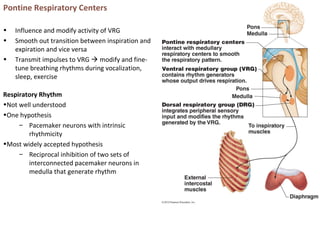 Pontine Respiratory Centers
• Influence and modify activity of VRG
• Smooth out transition between inspiration and
expiration and vice versa
• Transmit impulses to VRG  modify and fine-
tune breathing rhythms during vocalization,
sleep, exercise
Respiratory Rhythm
•Not well understood
•One hypothesis
– Pacemaker neurons with intrinsic
rhythmicity
•Most widely accepted hypothesis
– Reciprocal inhibition of two sets of
interconnected pacemaker neurons in
medulla that generate rhythm
 