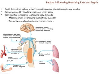 Factors influencing Breathing Rate and Depth
• Depth determined by how actively respiratory center stimulates respiratory muscles
• Rate determined by how long inspiratory center active
• Both modified in response to changing body demands
– Most important are changing levels of CO2, O2, and H+
– Sensed by central and peripheral chemoreceptors
 