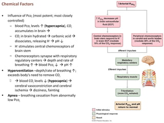 Chemical Factors
• Influence of Pco2 (most potent; most closely
controlled)
– blood Pco2 levels ↑ (hypercapnia), CO2
accumulates in brain 
– CO2 in brain hydrated  carbonic acid 
dissociates, releasing H+
 pH ↓
– H+
stimulates central chemoreceptors of
brain stem
– Chemoreceptors synapse with respiratory
regulatory centers  depth and rate of
breathing ↑  blood Pco2 ↓  pH ↑
• Hyperventilation –depth/rate of breathing ↑;
exceeds body's need to remove CO2
  blood CO2 levels ↓ (hypocapnia) 
cerebral vasoconstriction and cerebral
ischemia  dizziness, fainting
• Apnea – breathing cessation from abnormally
low Pco2
 