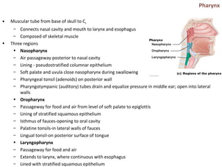 Pharynx
• Muscular tube from base of skull to C6
– Connects nasal cavity and mouth to larynx and esophagus
– Composed of skeletal muscle
• Three regions
• Nasopharynx
– Air passageway posterior to nasal cavity
– Lining - pseudostratified columnar epithelium
– Soft palate and uvula close nasopharynx during swallowing
– Pharyngeal tonsil (adenoids) on posterior wall
– Pharyngotympanic (auditory) tubes drain and equalize pressure in middle ear; open into lateral
walls
• Oropharynx
– Passageway for food and air from level of soft palate to epiglottis
– Lining of stratified squamous epithelium
– Isthmus of fauces-opening to oral cavity
– Palatine tonsils-in lateral walls of fauces
– Lingual tonsil-on posterior surface of tongue
• Laryngopharynx
– Passageway for food and air
– Extends to larynx, where continuous with esophagus
– Lined with stratified squamous epithelium
 