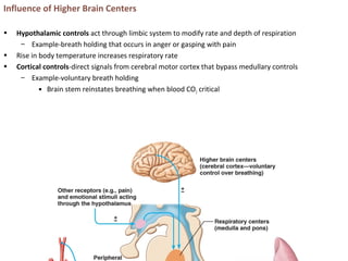 Influence of Higher Brain Centers
• Hypothalamic controls act through limbic system to modify rate and depth of respiration
– Example-breath holding that occurs in anger or gasping with pain
• Rise in body temperature increases respiratory rate
• Cortical controls-direct signals from cerebral motor cortex that bypass medullary controls
– Example-voluntary breath holding
• Brain stem reinstates breathing when blood CO2 critical
 