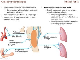 Inflation Reflex
• Hering-Breuer Reflex (inflation reflex)
– Stretch receptors in pleurae and airways
stimulated by lung inflation
• Inhibitory signals to medullary
respiratory centers end inhalation and
allow expiration
• Acts as protective response more than
normal regulatory mechanism
Pulmonary Irritant Reflexes
• Receptors in bronchioles respond to irritants
– Communicate with respiratory centers via
vagal nerve afferents
• Promote reflexive constriction of air passages
• Same irritant  cough in trachea or bronchi;
sneeze in nasal cavity
 