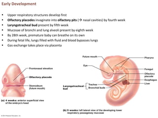 Early Development
• Upper respiratory structures develop first
• Olfactory placodes invaginate into olfactory pits ( nasal cavities) by fourth week
• Laryngotracheal bud present by fifth week
• Mucosae of bronchi and lung alveoli present by eighth week
• By 28th week, premature baby can breathe on its own
• During fetal life, lungs filled with fluid and blood bypasses lungs
• Gas exchange takes place via placenta
 