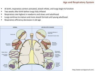 Age and Respiratory System
• At birth, respiratory centers activated, alveoli inflate, and lungs begin to function
• Two weeks after birth before lungs fully inflated
• Respiratory rate highest in newborns and slows until adulthood
• Lungs continue to mature and more alveoli formed until young adulthood
• Respiratory efficiency decreases in old age
http://www.nursingconsult.com/
 
