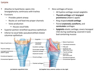 Larynx
• Attaches to hyoid bone; opens into
laryngopharynx; continuous with trachea
• Functions
– Provides patent airway
– Routes air and food into proper channels
– Voice production
• Houses vocal folds
• Superior portion–stratified squamous epithelium
• Inferior to vocal folds–pseudostratified ciliated
columnar epithelium
• Nine cartilages of larynx
– All hyaline cartilage except epiglottis
– Thyroid cartilage with laryngeal
prominence (Adam's apple)
– Ring-shaped cricoid cartilage
– Paired arytenoid, cuneiform, and
corniculate cartilages
– Epiglottis-elastic cartilage; covers laryngeal
inlet during swallowing; covered in taste
bud-containing mucosa
 