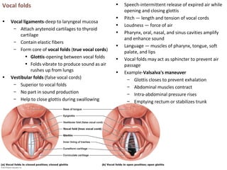 Vocal folds
• Vocal ligaments-deep to laryngeal mucosa
– Attach arytenoid cartilages to thyroid
cartilage
– Contain elastic fibers
– Form core of vocal folds (true vocal cords)
• Glottis-opening between vocal folds
• Folds vibrate to produce sound as air
rushes up from lungs
• Vestibular folds (false vocal cords)
– Superior to vocal folds
– No part in sound production
– Help to close glottis during swallowing
• Speech-intermittent release of expired air while
opening and closing glottis
• Pitch — length and tension of vocal cords
• Loudness — force of air
• Pharynx, oral, nasal, and sinus cavities amplify
and enhance sound
• Language — muscles of pharynx, tongue, soft
palate, and lips
• Vocal folds may act as sphincter to prevent air
passage
• Example-Valsalva's maneuver
– Glottis closes to prevent exhalation
– Abdominal muscles contract
– Intra-abdominal pressure rises
– Emptying rectum or stabilizes trunk
 