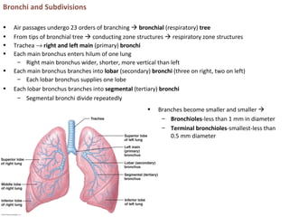 Bronchi and Subdivisions
• Air passages undergo 23 orders of branching  bronchial (respiratory) tree
• From tips of bronchial tree  conducting zone structures  respiratory zone structures
• Trachea → right and left main (primary) bronchi
• Each main bronchus enters hilum of one lung
– Right main bronchus wider, shorter, more vertical than left
• Each main bronchus branches into lobar (secondary) bronchi (three on right, two on left)
– Each lobar bronchus supplies one lobe
• Each lobar bronchus branches into segmental (tertiary) bronchi
– Segmental bronchi divide repeatedly
• Branches become smaller and smaller 
– Bronchioles-less than 1 mm in diameter
– Terminal bronchioles-smallest-less than
0.5 mm diameter
 