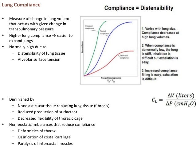 The respiratory system
