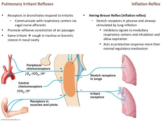 control reflex h system The respiratory control reflex h system The respiratory