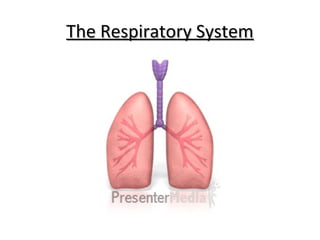 The Respiratory SystemThe Respiratory System
 