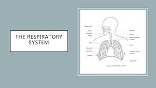 THE RESPIRATORY
SYSTEM
 