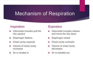 The respiratory system | PPTX
