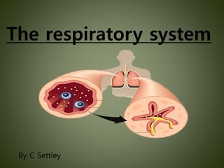The respiratory system
By C Settley
 
