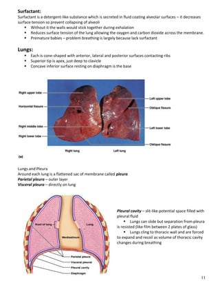 11
Surfactant:
Surfactant is a detergent-like substance which is secreted in fluid coating alveolar surfaces – it decreases
surface tension so prevent collapsing of alveoli
 Without it the walls would stick together during exhalation
 Reduces surface tension of the lung allowing the oxygen and carbon dioxide across the membrane.
 Premature babies – problem breathing is largely because lack surfactant
Lungs:
 Each is cone-shaped with anterior, lateral and posterior surfaces contacting ribs
 Superior tip is apex, just deep to clavicle
 Concave inferior surface resting on diaphragm is the base
Lungs and Pleura
Around each lung is a flattened sac of membrane called pleura
Parietal pleura – outer layer
Visceral pleura – directly on lung
Pleural cavity – slit-like potential space filled with
pleural fluid
 Lungs can slide but separation from pleura
is resisted (like film between 2 plates of glass)
 Lungs cling to thoracic wall and are forced
to expand and recoil as volume of thoracic cavity
changes during breathing
 