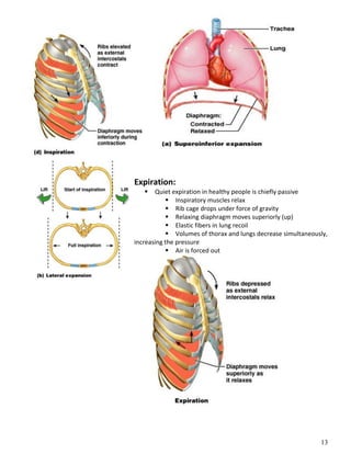 13
Expiration:
 Quiet expiration in healthy people is chiefly passive
 Inspiratory muscles relax
 Rib cage drops under force of gravity
 Relaxing diaphragm moves superiorly (up)
 Elastic fibers in lung recoil
 Volumes of thorax and lungs decrease simultaneously,
increasing the pressure
 Air is forced out
 