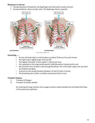 14
Moving air in and out:
 During inspiration (inhalation), the diaphragm and intercostal muscles contract.
 During exhalation, these muscles relax. The diaphragm domes upwards.
Interesting......
• At rest, the body takes in and breathes out about 10 litres of air each minute.
• The right lung is slightly larger than the left.
• The highest recorded "sneeze speed" is 165 km per hour.
• The capillaries in the lungs would extend 1,600 kilometres if placed end to end.
• We lose half a litre of water a day through breathing. This is the water vapour we see when
we breathe onto glass.
• A person at rest usually breathes between 12 and 15 times a minute.
• The breathing rate is faster in children and women than in men.
Transport of gases
i) Transport of Oxygen
ii) Transport of Carbon dioxide
Air entering the lungs contains more oxygen and less carbon dioxide than the blood that flows
in the pulmonary capillaries.
 