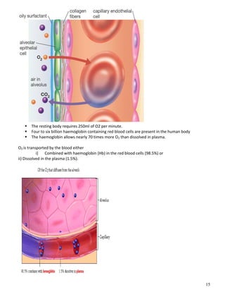 15
 The resting body requires 250ml of O2 per minute.
 Four to six billion haemoglobin containing red blood cells are present in the human body
 The haemoglobin allows nearly 70 times more O2 than dissolved in plasma.
O2 is transported by the blood either
i) Combined with haemoglobin (Hb) in the red blood cells (98.5%) or
ii) Dissolved in the plasma (1.5%).
 