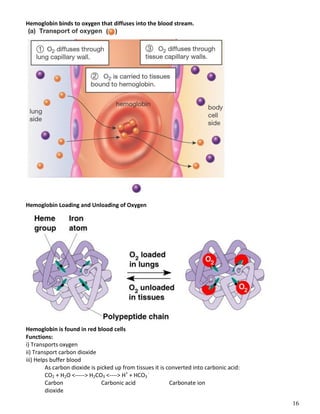 16
Hemoglobin binds to oxygen that diffuses into the blood stream.
Hemoglobin Loading and Unloading of Oxygen
Hemoglobin is found in red blood cells
Functions:
i) Transports oxygen
ii) Transport carbon dioxide
iii) Helps buffer blood
As carbon dioxide is picked up from tissues it is converted into carbonic acid:
CO2 + H2O <-----> H2CO3 <----> H+
+ HCO3
-
Carbon Carbonic acid Carbonate ion
dioxide
 