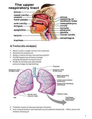 5
4) Trachea (the windpipe):
 About 5 inches in length and one inch in diameter
 Descends into mediastinum
 Divides in thorax into two main (primary) bronchi
 16-20 C-shaped rings of hyaline cartilage
joined by fibroelastic connective tissue
 Flexible for bending stays open despite
pressure changes during breathing
 Trachealis muscle can decrease diameter of trachea
 Inner lining of trachea is also lined with mucous epithelial ciliated cells – filters, warms and
moistens incoming air
 