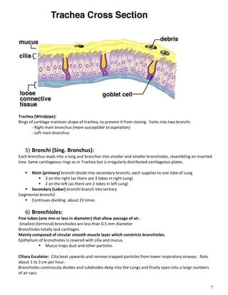 7
Trachea (Windpipe):
Rings of cartilage maintain shape of trachea, to prevent it from closing. Forks into two bronchi.
- Right main bronchus (more susceptible to aspiration)
- Left main bronchus
5) Bronchi (Sing. Bronchus):
Each bronchus leads into a lung and branches into smaller and smaller bronchioles, resembling an inverted
tree. Same cartilageous rings as in Trachea but is irregularly distributed cartilageous plates.
 Main (primary) bronchi divide into secondary bronchi, each supplies to one lobe of Lung
 3 on the right (as there are 3 lobes in right Lung)
 2 on the left (as there are 2 lobes in left Lung)
 Secondary (Lobar) bronchi branch into tertiary
(segmental bronchi)
 Continues dividing: about 23 times
6) Bronchioles:
Fine tubes (one mm or less in diameter) that allow passage of air.
Smallest (terminal) bronchioles are less than 0.5 mm diameter
Bronchioles totally lack cartilages.
Mainly composed of circular smooth muscle layer which constricts bronchioles.
Epithelium of bronchioles is covered with cilia and mucus.
 Mucus traps dust and other particles.
Ciliary Escalator: Cilia beat upwards and remove trapped particles from lower respiratory airways. Rate
about 1 to 3 cm per hour.
Branchioles continously divides and subdivides deep into the Lungs and finally open into a large numbers
of air sacs.
 