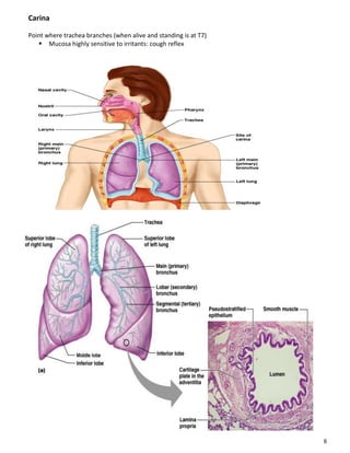 8
Carina
Point where trachea branches (when alive and standing is at T7)
 Mucosa highly sensitive to irritants: cough reflex
 