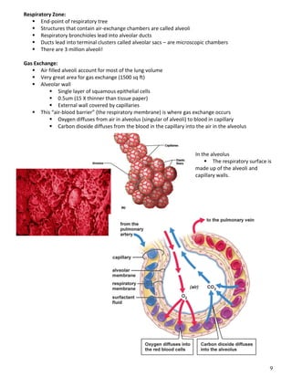 9
Respiratory Zone:
 End-point of respiratory tree
 Structures that contain air-exchange chambers are called alveoli
 Respiratory bronchioles lead into alveolar ducts
 Ducts lead into terminal clusters called alveolar sacs – are microscopic chambers
 There are 3 million alveoli!
Gas Exchange:
 Air filled alveoli account for most of the lung volume
 Very great area for gas exchange (1500 sq ft)
 Alveolar wall
 Single layer of squamous epithelial cells
 0.5um (15 X thinner than tissue paper)
 External wall covered by capillaries
 This “air-blood barrier” (the respiratory membrane) is where gas exchange occurs
 Oxygen diffuses from air in alveolus (singular of alveoli) to blood in capillary
 Carbon dioxide diffuses from the blood in the capillary into the air in the alveolus
In the alveolus
 The respiratory surface is
made up of the alveoli and
capillary walls.
 