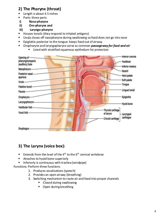 The respiratory system by Sami