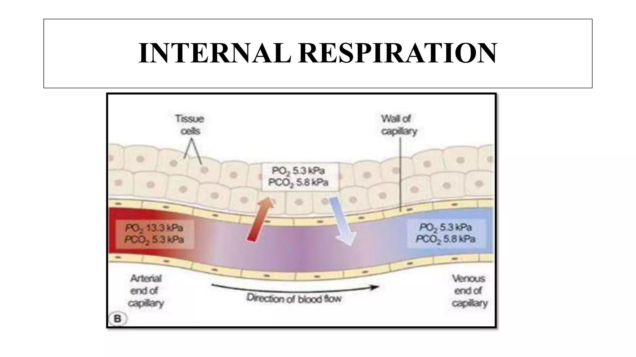 INTERNAL RESPIRATION
 