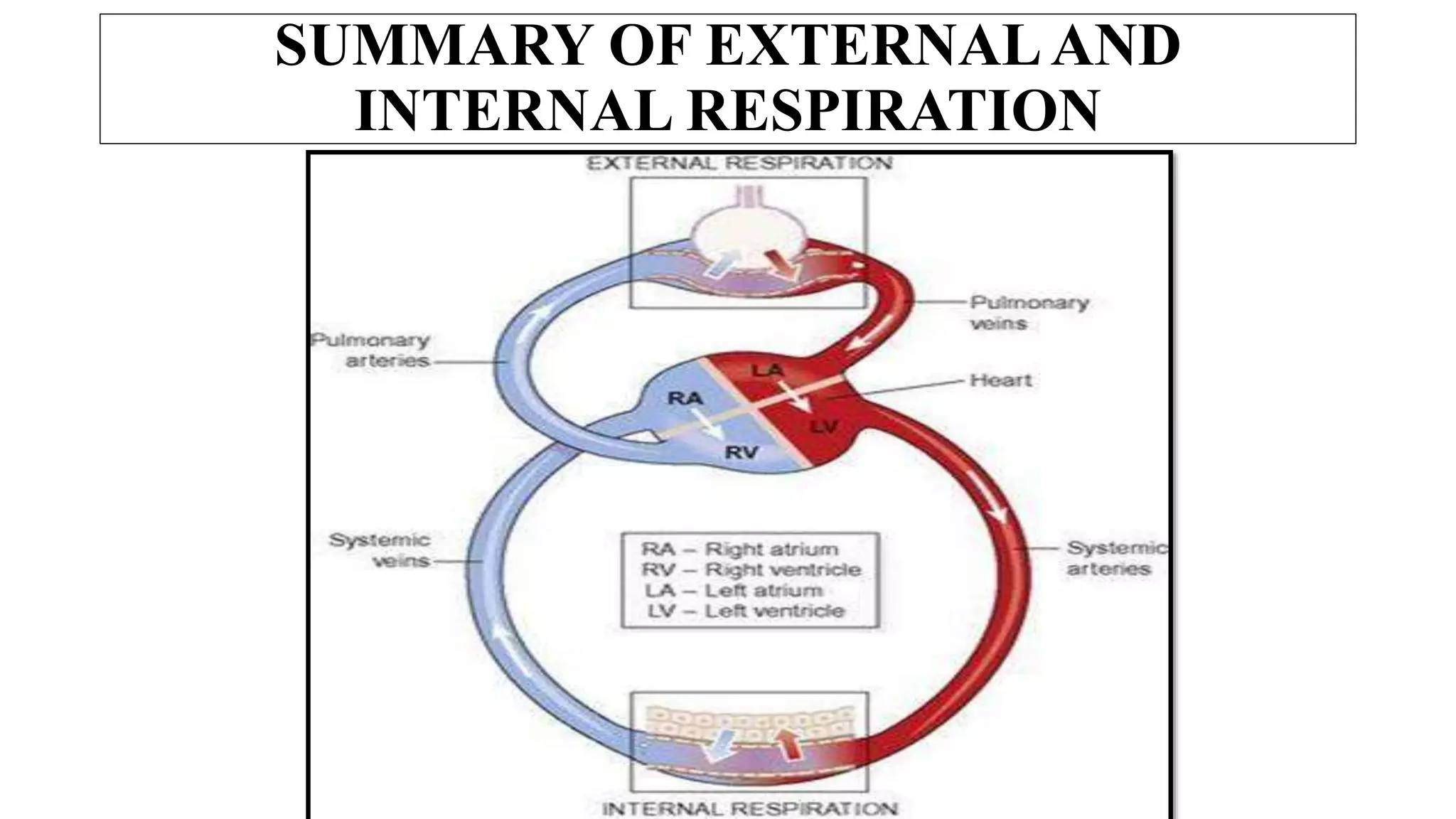 SUMMARY OF EXTERNALAND
INTERNAL RESPIRATION
 