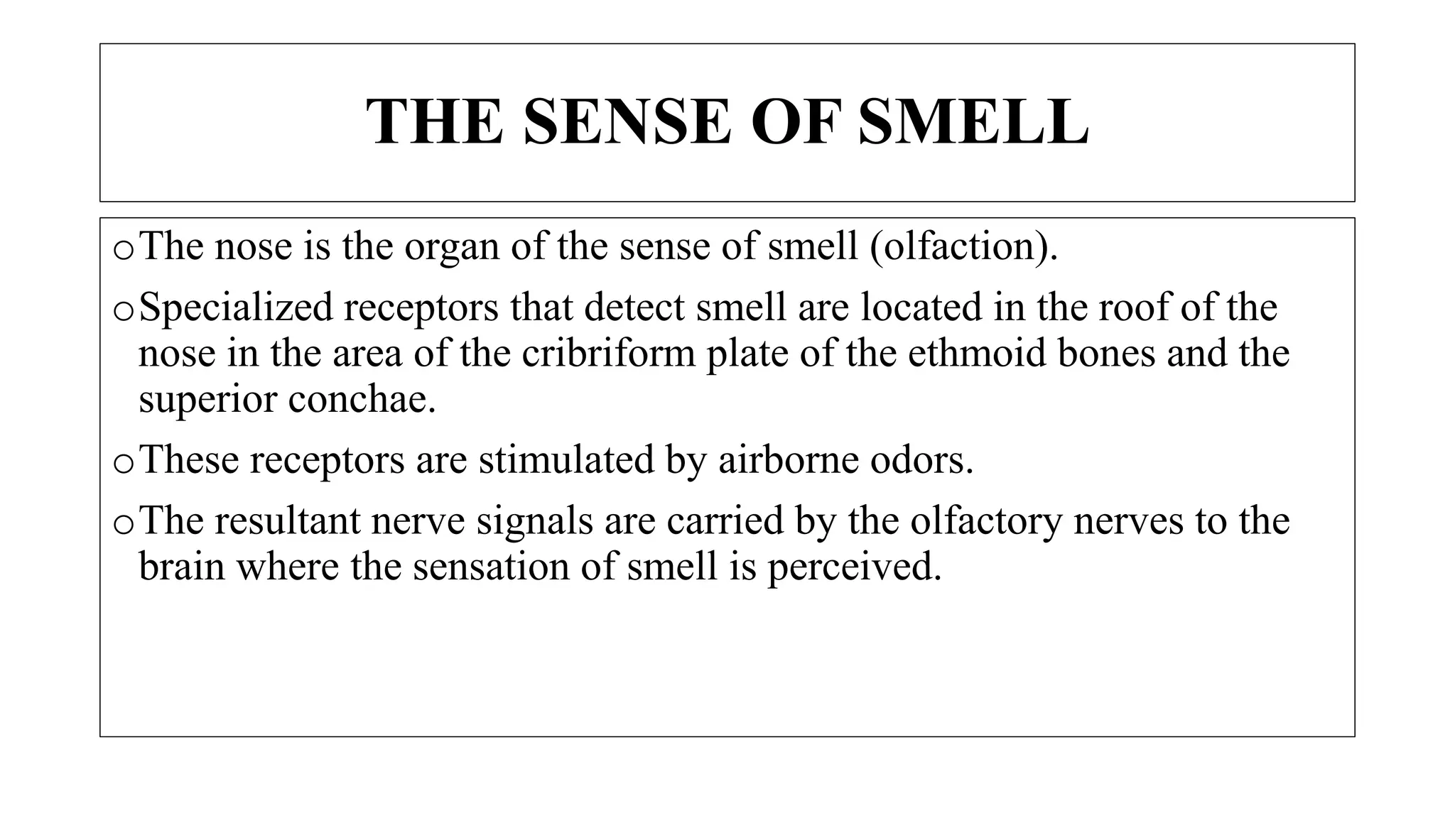 THE SENSE OF SMELL
oThe nose is the organ of the sense of smell (olfaction).
oSpecialized receptors that detect smell are located in the roof of the
nose in the area of the cribriform plate of the ethmoid bones and the
superior conchae.
oThese receptors are stimulated by airborne odors.
oThe resultant nerve signals are carried by the olfactory nerves to the
brain where the sensation of smell is perceived.
 