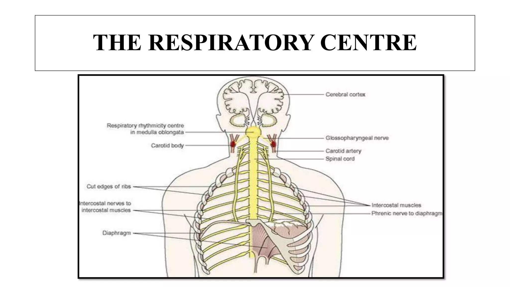 THE RESPIRATORY CENTRE
 
