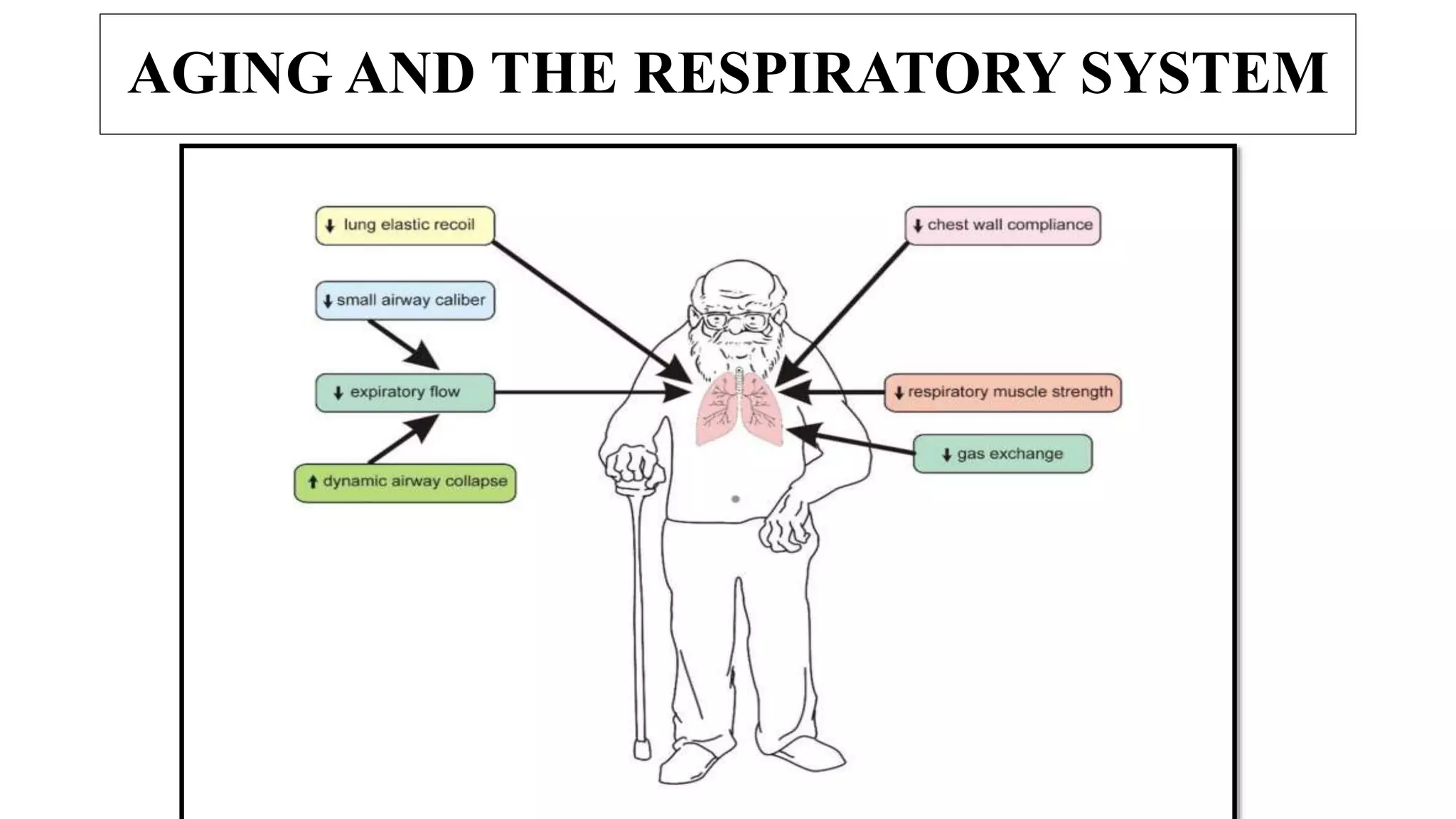 AGING AND THE RESPIRATORY SYSTEM
 