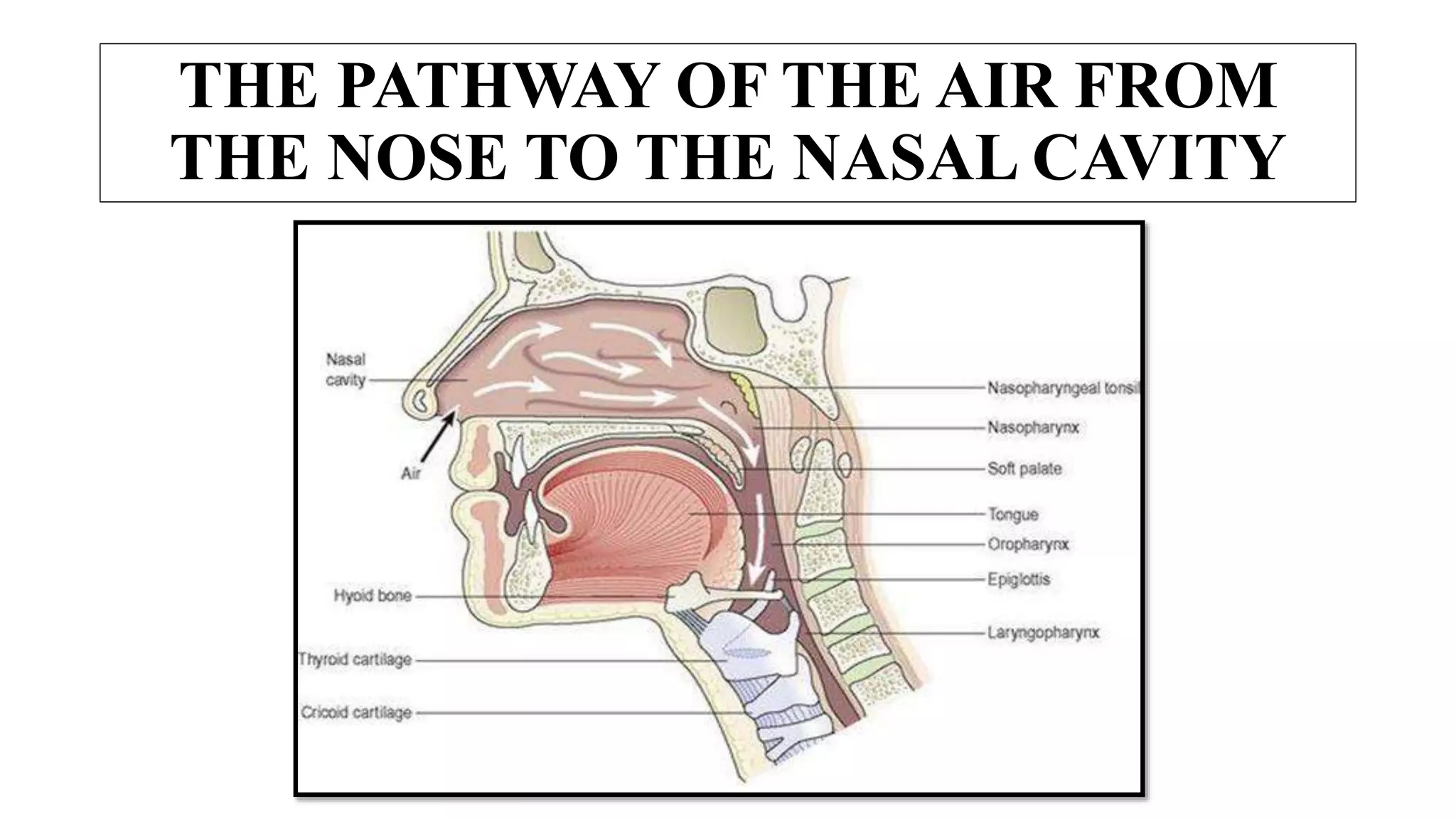 THE PATHWAY OF THE AIR FROM
THE NOSE TO THE NASAL CAVITY
 