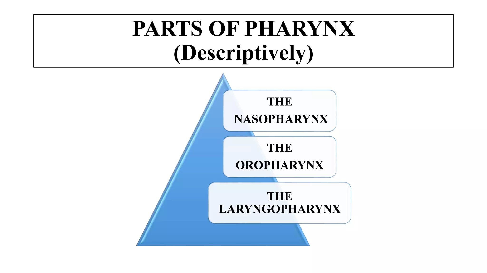 PARTS OF PHARYNX
(Descriptively)
THE
NASOPHARYNX
THE
OROPHARYNX
THE
LARYNGOPHARYNX
 