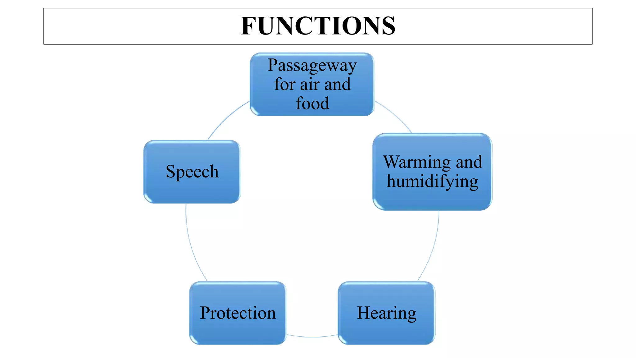 FUNCTIONS
Passageway
for air and
food
Warming and
humidifying
Hearing
Protection
Speech
 
