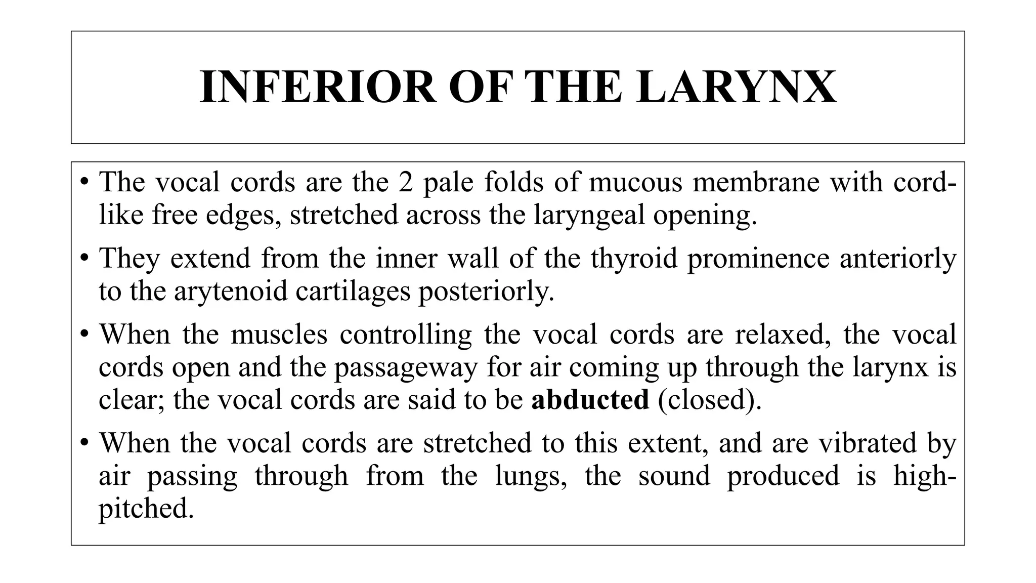 INFERIOR OF THE LARYNX
• The vocal cords are the 2 pale folds of mucous membrane with cord-
like free edges, stretched across the laryngeal opening.
• They extend from the inner wall of the thyroid prominence anteriorly
to the arytenoid cartilages posteriorly.
• When the muscles controlling the vocal cords are relaxed, the vocal
cords open and the passageway for air coming up through the larynx is
clear; the vocal cords are said to be abducted (closed).
• When the vocal cords are stretched to this extent, and are vibrated by
air passing through from the lungs, the sound produced is high-
pitched.
 