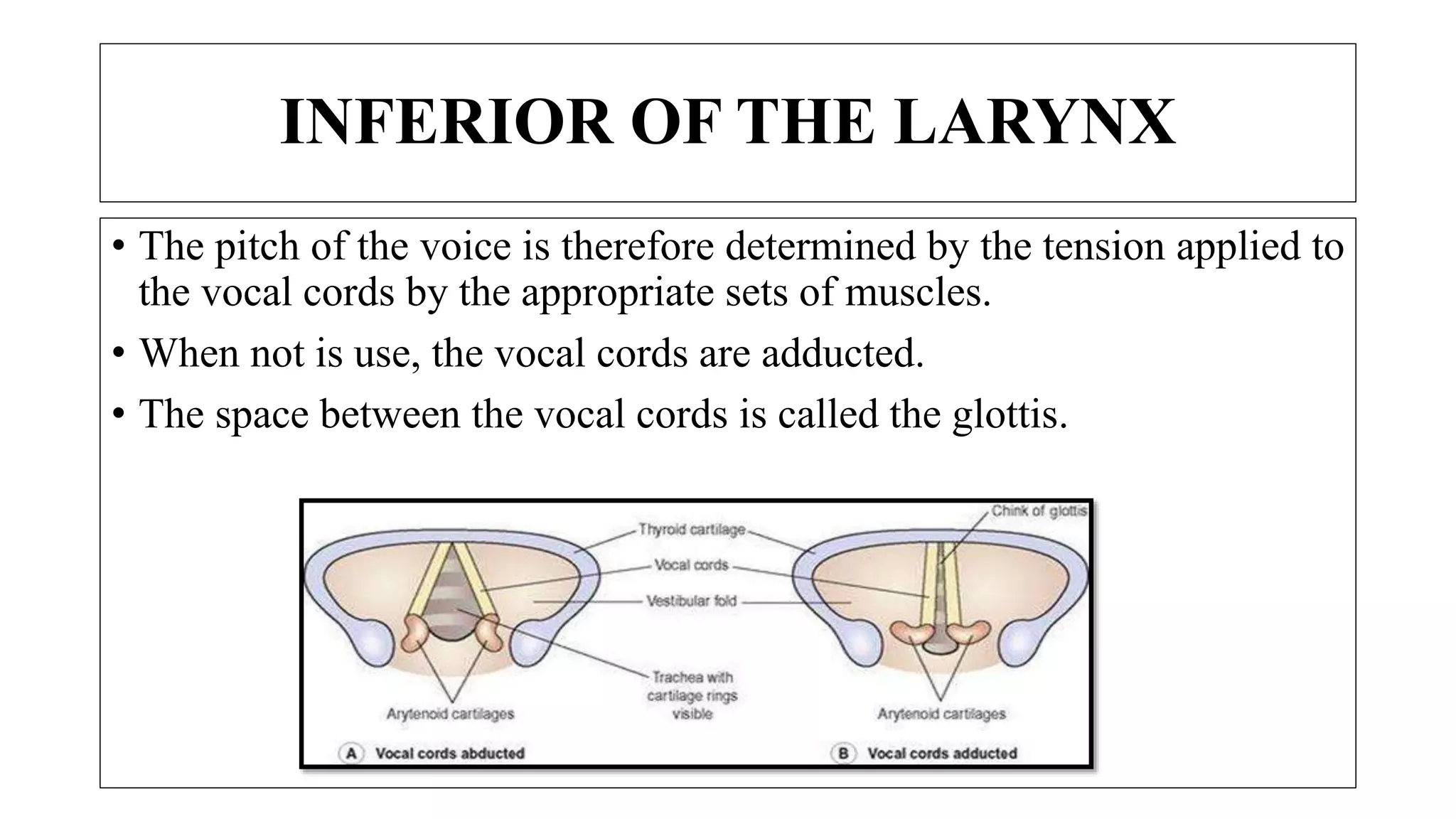 INFERIOR OF THE LARYNX
• The pitch of the voice is therefore determined by the tension applied to
the vocal cords by the appropriate sets of muscles.
• When not is use, the vocal cords are adducted.
• The space between the vocal cords is called the glottis.
 