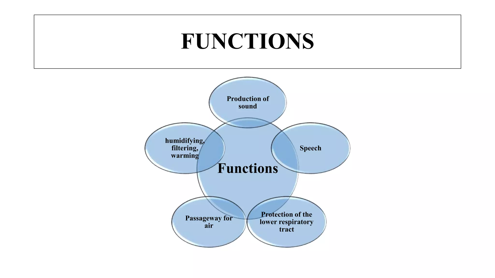 FUNCTIONS
Functions
Production of
sound
Speech
Protection of the
lower respiratory
tract
Passageway for
air
humidifying,
filtering,
warming
 
