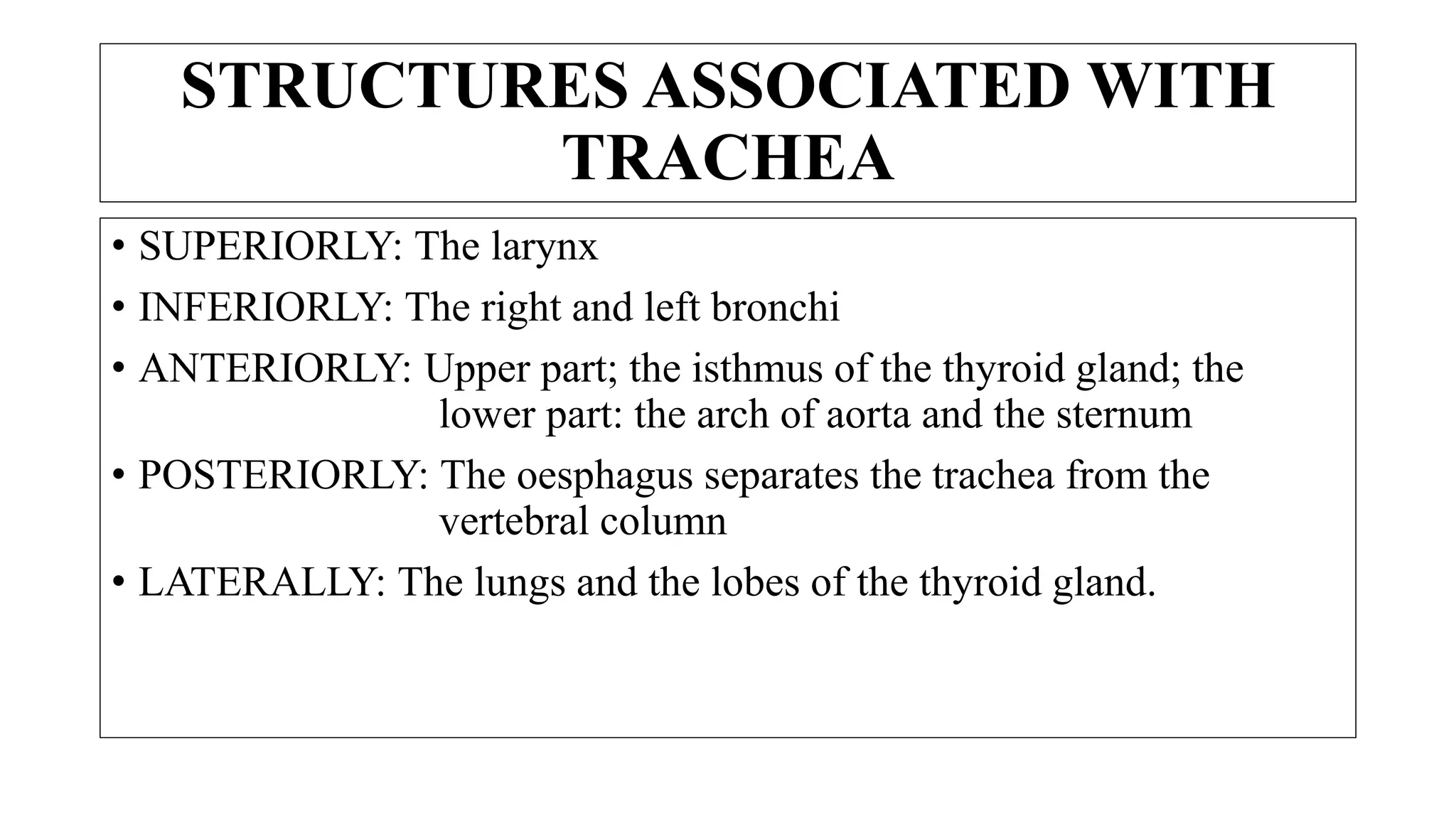 STRUCTURES ASSOCIATED WITH
TRACHEA
• SUPERIORLY: The larynx
• INFERIORLY: The right and left bronchi
• ANTERIORLY: Upper part; the isthmus of the thyroid gland; the
lower part: the arch of aorta and the sternum
• POSTERIORLY: The oesphagus separates the trachea from the
vertebral column
• LATERALLY: The lungs and the lobes of the thyroid gland.
 