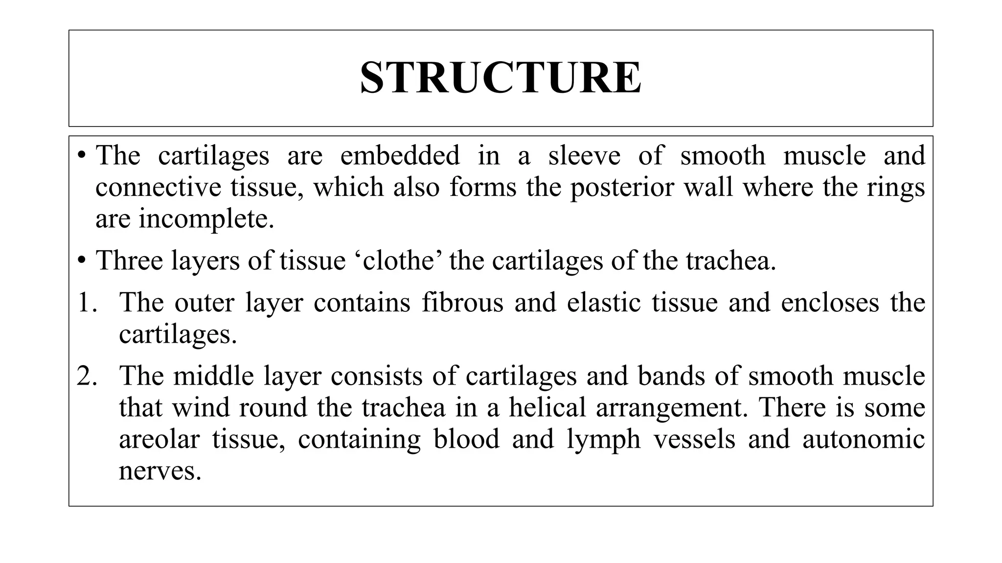 STRUCTURE
• The cartilages are embedded in a sleeve of smooth muscle and
connective tissue, which also forms the posterior wall where the rings
are incomplete.
• Three layers of tissue ‘clothe’ the cartilages of the trachea.
1. The outer layer contains fibrous and elastic tissue and encloses the
cartilages.
2. The middle layer consists of cartilages and bands of smooth muscle
that wind round the trachea in a helical arrangement. There is some
areolar tissue, containing blood and lymph vessels and autonomic
nerves.
 